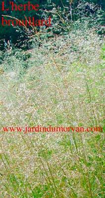 DESCHAMPSIA CAESPITOSA 'SCHOTTLAND'