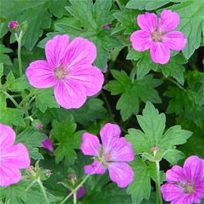 GERANIUM RIVERSLEAIANUM 'MAVIS SIMPSON'