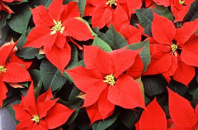 Poinsettia : étoile de Noël