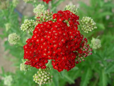 ACHILLEA 'RED VELVET'