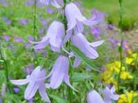 ADENOPHORA 'HEMELSTRALING'