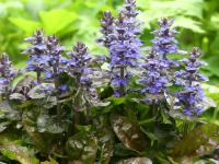 AJUGA REPTANS 'SIMON'S TYPE'