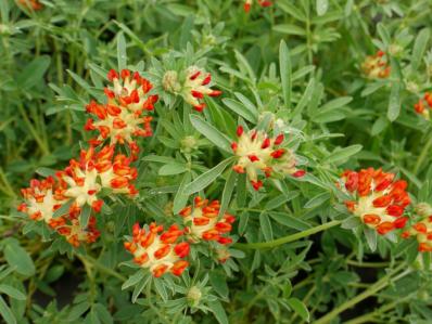 ANTHYLLIS VULNARIA var. COCCINEA 'RED CARPET'