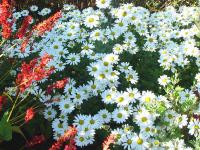 ARCTANTHEMUM ARCTICUM 'POLARSTERN'