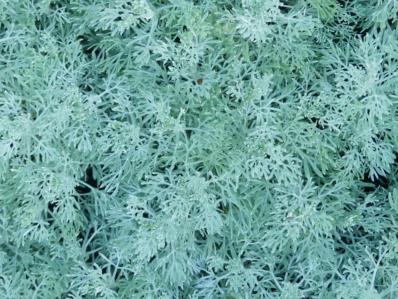 ARTEMISIA GLACIALIS