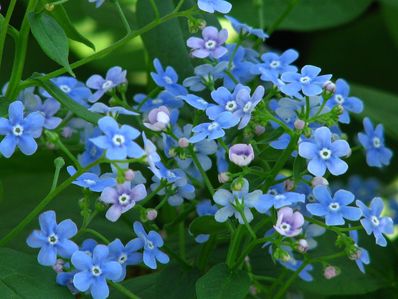 BRUNNERA MACROPHYLLA 'EMERALD MIST'