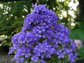 CAMPANULA LACTIFLORA 'PRICHARD'S VARIETY'