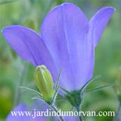 CAMPANULA 'FRANCK LAWLEY'