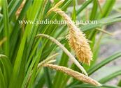 CAREX PENDULA