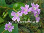 CLAYTONIA SIBIRICA