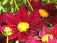 COREOPSIS ‘MERCURY RISING’