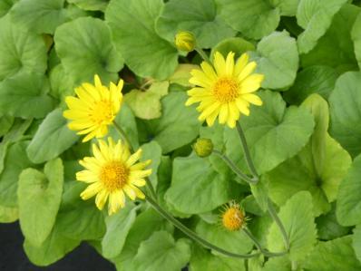 DORONICUM PARDALIANCHES