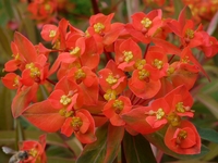 EUPHORBIA GRIFFITHII 'DIXTER'