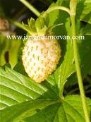 FRAGARIA VESCA 'FRUCTO ALBA'