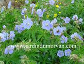 GERANIUM PRATENSE 'MRS KENDALL CLARK'