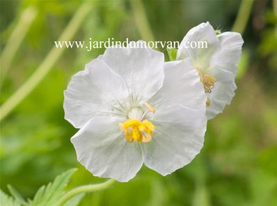 GERANIUM PHAEUM 'ALBUM'