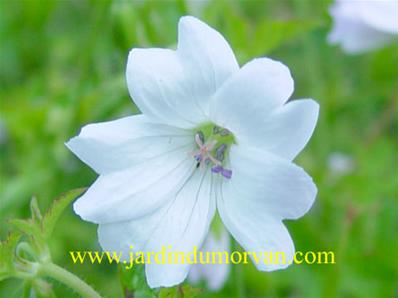 GERANIUM OXONIANUM 'REBECCA MOSS'