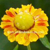 HELENIUM 'ZIMBELSTERN'