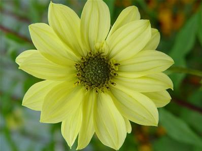 HELIANTHUS GIGANTEUS