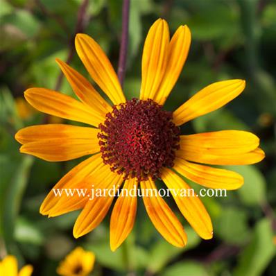 HELIOPSIS HELIANTHOIDES 'SUMMER NIGHT'