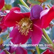 HELLEBORUS ORIENTALIS 'RED LADY'