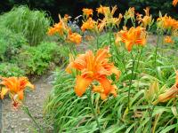 HEMEROCALLIS KWANSO 'FLORE PLENO'