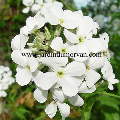 HESPERIS MATRONALIS 'ALBA'