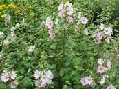 LAVATERA 'BARNSLEY'