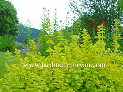 ORIGANUM VULGARE 'THUMBLE'S VARIETY'
