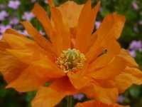 PAPAVER RUPIFRAGUM