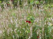 POLYGONUM AMPLEXICAULE 'ALBUM'