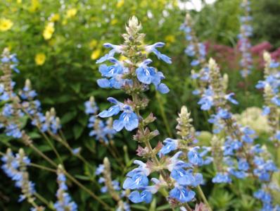 SALVIA ULIGINOSA