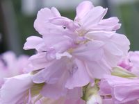 SAPONARIA OFFICINALIS 'ROSEA PLENA'