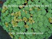 SEDUM PACHYCLADOS (104)
