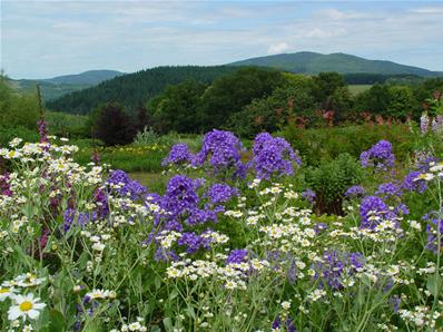 TANACETUM BALSAMINTHA ssp. BALSAMITOIDES