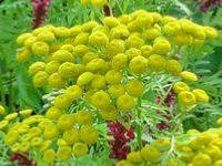 TANACETUM VULGARE 'ISLA GOLD'