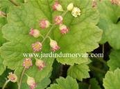 TELLIMA GRANDIFLORA 'PURPUREA'