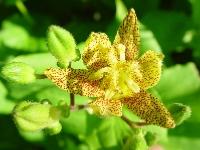 TRICYRTIS LATIFOLIA