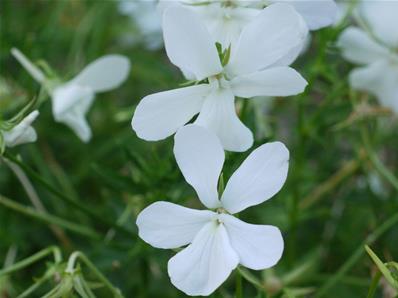 VIOLA CORNUTA 'ALBA'