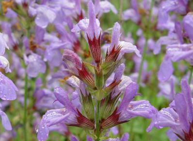 SALVIA LAVANDULIFOLIA