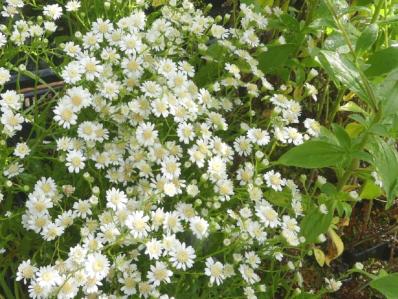 SOLIDAGO PTARMICOIDES MAJOR