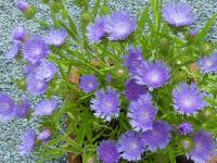 STOKESIA LAEVIS 'LEWIS BLUE'