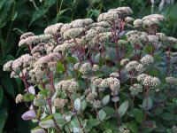 SEDUM 'MATRONA'