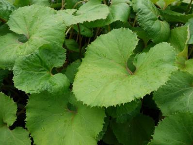 PETASITES JAPONICUS 'GIGANTEUS'