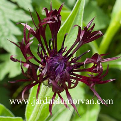 CENTAUREA MONTANA 'BLACK SPRITE'