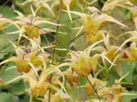 EPIMEDIUM x 'AMBER QUEEN'