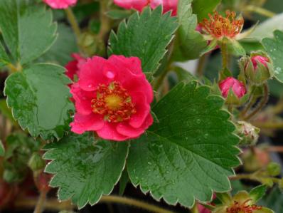FRAGARIA VESCA 'ROTBLUHEND'