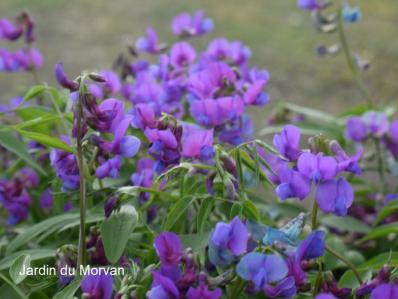 LATHYRUS VERNUS