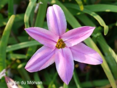 IPHEION UNIFLORUM 'CHARLOTTE BISHOP'