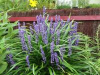 LIRIOPE MUSCARI 'INGWERSEN'